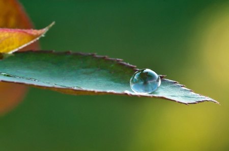 After the rain - rain, drop, green, leaf, after