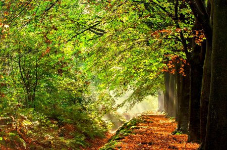 Autumn Splendor - magic, autumn colors, splendor, landscape, forest, leaves, sunrays, view, autumn splendor, woods, sun, sunlight, trees, beautiful, beauty, lovely, tree, fall, nature, rays, autumn, autumn leaves, peaceful