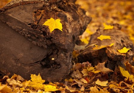 Leaves - beauty, autumn, leaf, autumn leaves, carpet of leaves, wood, fall, pretty, wooden, lovely, autumn colors, nature, woods, forest, beautiful, splendor, leaves, autumn carpet