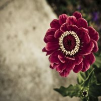 a dark red flower