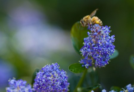 a visit - purple, flowers, garden, bug