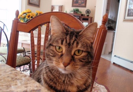 How good I feel at home♥ - sunflowers, light, comfortable, home, family, cat, good, animals, living room