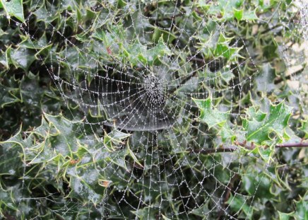 Dewey Web - spiders, nature, webs, dew