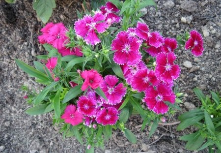 Flowers at the garden BC 02 - flowers, nature, red, green, photography