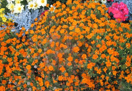 Garden in BC 04 - flowers, white, nature, yellow, red, photography, orange