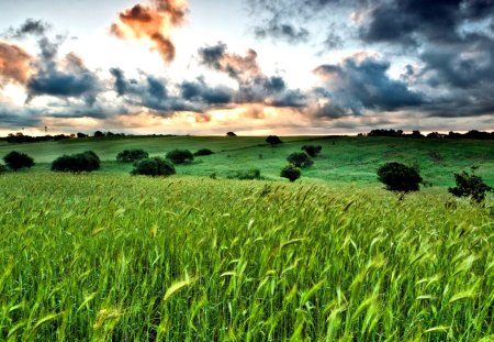 Beautiful Sky - splendor, landscape, grass, sunrise, view, sky, clouds, trees, beautiful, beauty, colors, lovely, tree, nature, sunset, green, peaceful