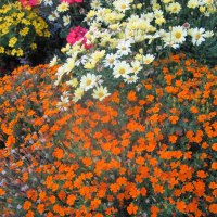 Garden in BC 08