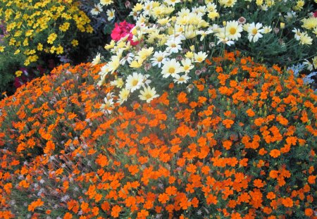 Garden in BC 08 - yellow, photography, daisy, orange, flowers, white, nature, red, green