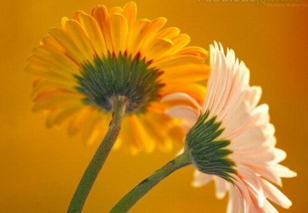 GERBERA FLOWERS - flowers, yellow, pink, gerberas