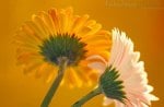 GERBERA FLOWERS