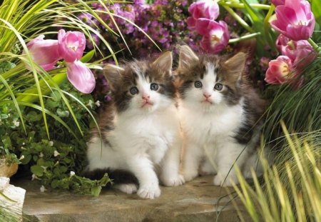 TWO CUTIES - flowers, kittens, two, cute