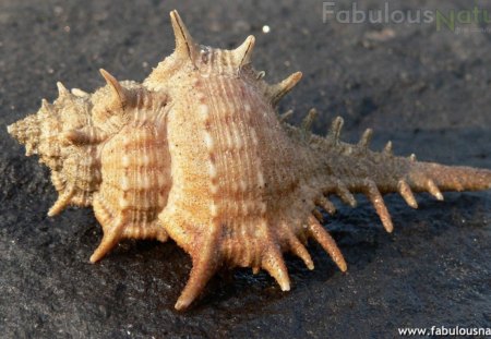 SEASHELL - beach, seashell, nature, pretty