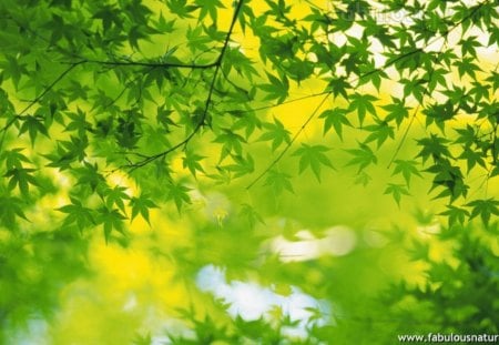 GREEN LEAVES - leaves, tree, pretty, gree