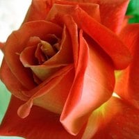 APRICOT ROSE