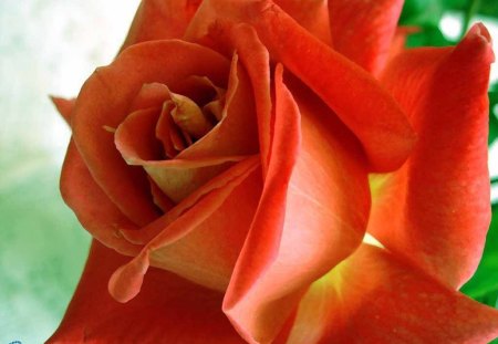 APRICOT ROSE