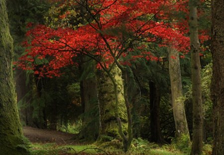 forest landscape - autumn, trees, forest, landscape, red