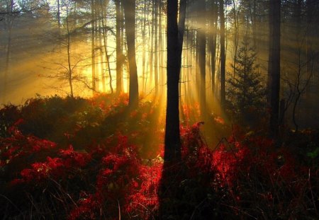 morning rays - nature, beauty, autumn, trees, forest