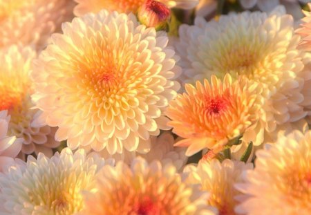 chrysanthemums - white, autumn, beautiful, orange, flowers