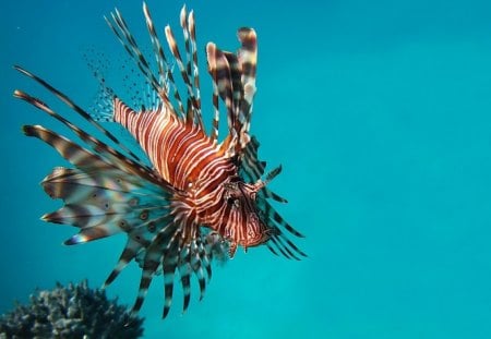 *** Lion Fish *** - ryby, glebiny, zwierzeta, morskie