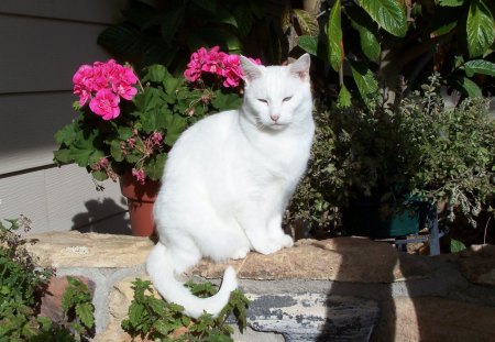 *** White cat and flowers *** - zwierzeta, kot, koty, bialy