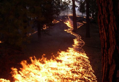 Forest Fire Trail - forests, wildfires, burning, nature, trails