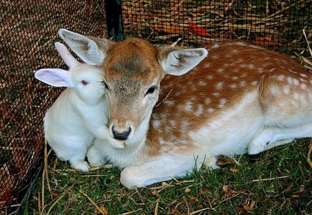 FRIENDS... - rabbit, faon, friend, deer