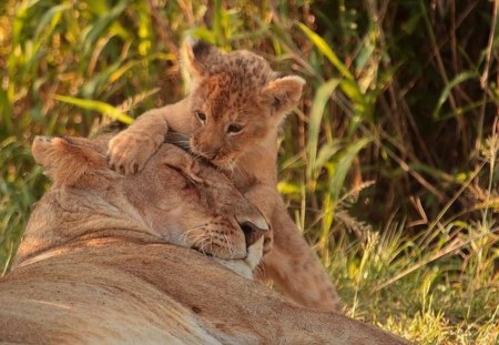 WAKE UP MOM ! - field, lion, wildlife, africa