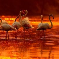 FLAMINGOS