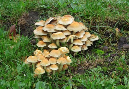 Little Fungi - fields, fungi, grass, toadstools