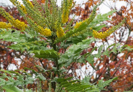 Yellow Peril - flower, tree, foliage, spikey