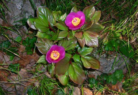 Rare mountain flowers