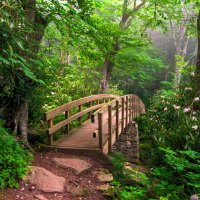 Forest bridge