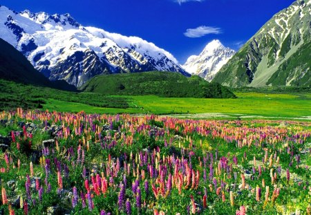 Mountain lupine - nice, sky, fragrance, colorful, greenery, meadow, field, pretty, clouds, green, scent, snowy, grass, mountain, peaks, lovely, slopes, nature, floral, beautiful, flowers, lupine