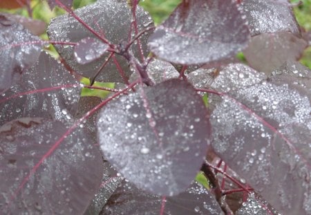 Maroon Dew - leaves, tree, shrub, foliage