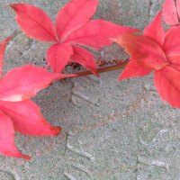 Red Creeper