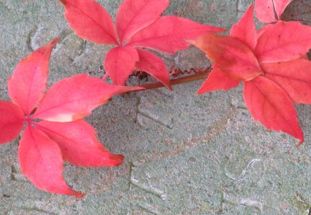 Red Creeper - creeper, leaves, plants, foliage