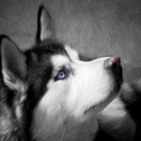 Faithful Friend
