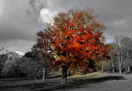 tree - black and white, red, tree, autumn