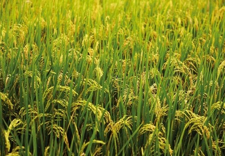 Crop - paddy, wheat, rice, fields