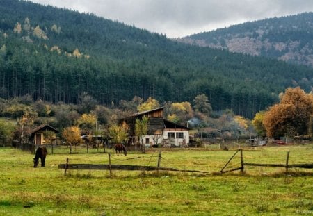 Mountain beauty - pretty, trees, photography, photo, horse, mountain, fall, nature, field, nice, hose, sky, bulgaria