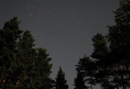 At night - evergreen, trees, photography, forest, photo, stars, dark, nigft, nature, nice, bulgaria