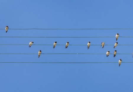 MUSIC NOTES ! - music, blue sky, birds, note