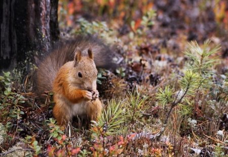 AUTUMN SQUIRREL - leaves, autumn, forest, squirrel