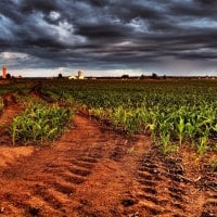 Growing Corn Field