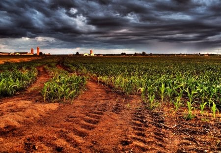 Growing Corn Field - stormy, tread, landscape, dark, sky, soil, brown, clouds, field, nature, vegetable, day, corn, green