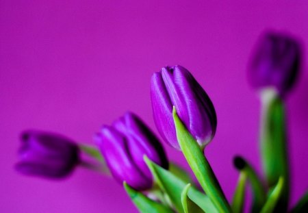 PURPLE TULIPS - tulips, purple, flowers, violet