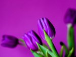 PURPLE TULIPS