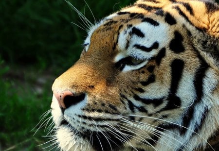 SIBERIAN TIGER - cats, tiger, raubkatzen, raubtiere