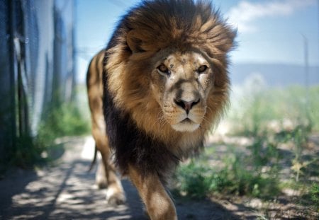 Lion, Africa - sky, fur, lion, eyes, legs, weeds, clouds, green, tail, nose, cat, mane, light, day, king, africa, ground, nature, jungle, animal, shadow