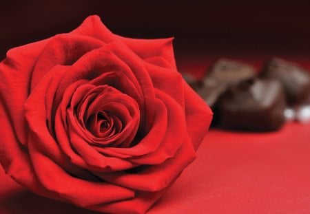 Serenity LOVE♥ - forever, beautiful, fashion, present, chocolate, entertainment, holidays, love, precious, christmas, magnificent, hope, gorgeous, red, rose, serenity